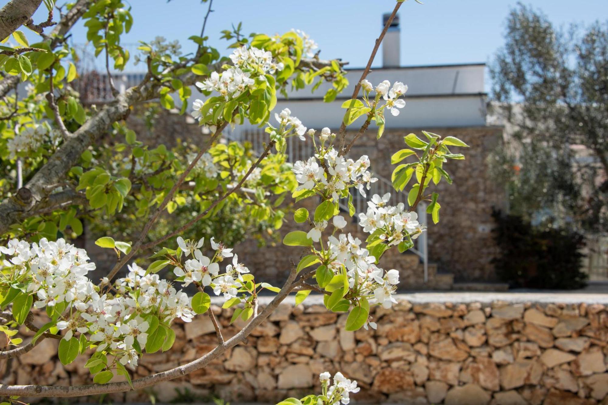 Masseria Agriturismo Faresalento 갈리폴리 외부 사진